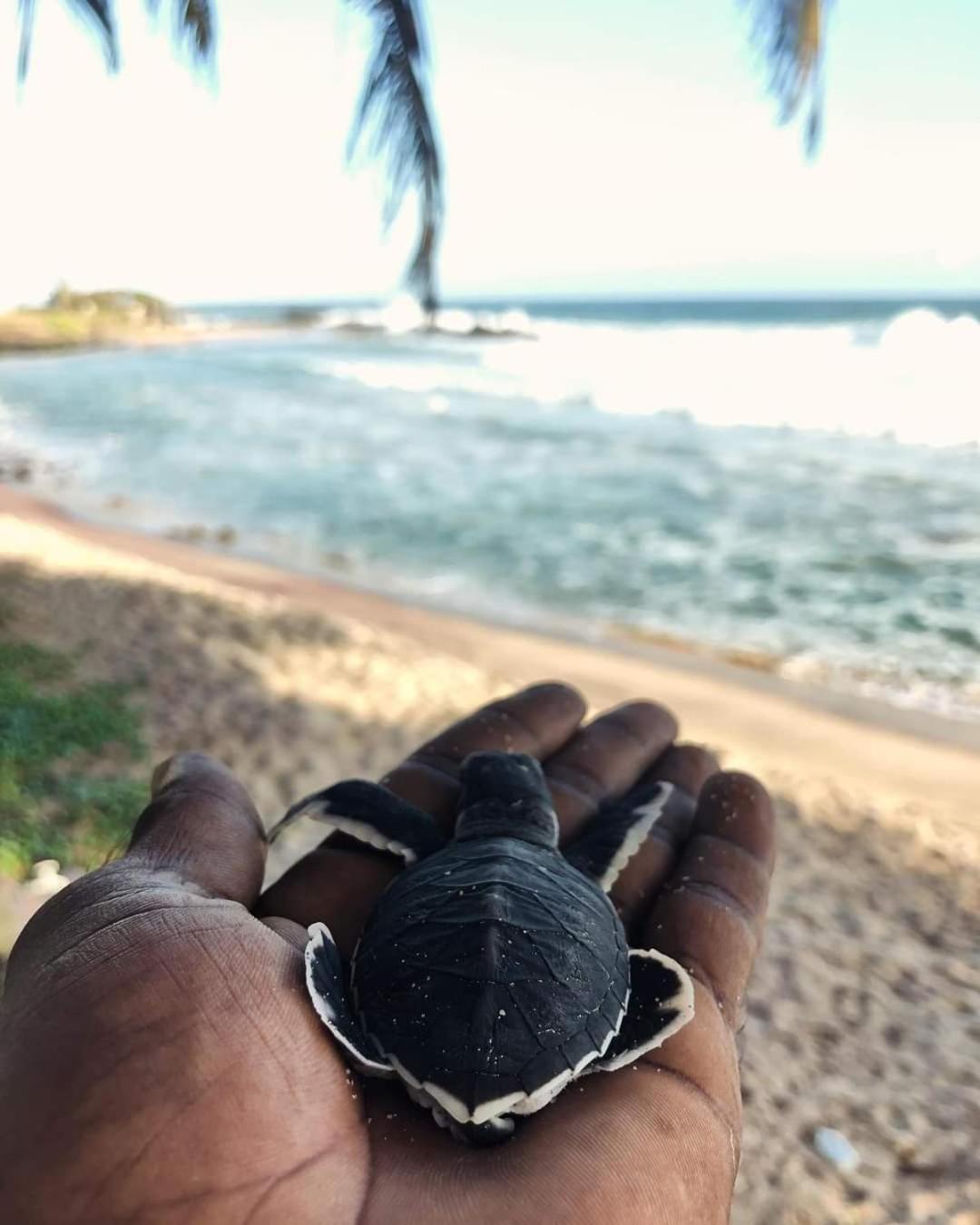 Отель Jk House Turtle Point Диквелла Экстерьер фото